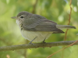 Warbling Vireo - 5/9/20, Mill St. © Bobby Brown