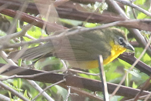 Yellow-breasted Chat - 5/17/20, SGL 252 © Bobby Brown