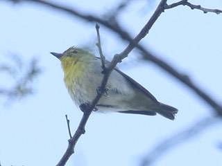 Yellow-throated Vireo - 5/21/20, Canfield Island © Bobby Brown