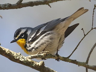 Yellow-throated Warbler - 5/7/20, Trout Run Park © Bobby Brown