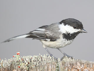 Black-capped Chickadee - 6/21/20, Rose Valley Lake © Bobby Brown
