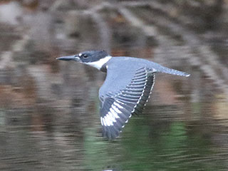 Belted Kingfisher - 7/7/20, Mill St. © Bobby Brown