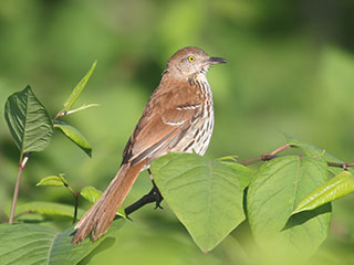 Brown Thrasher - 6/14/20, Mill St. © Bobby Brown