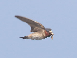 Cliff Swallow - 6/25/20, Williamsport Dam © Bobby Brown