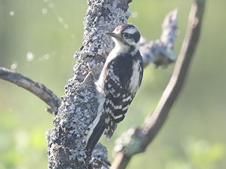 Downy Woodpecker - 7/12/20, Rose Valley Lake © Bobby Brown