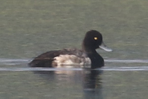 Lesser Scaup - 6/21/20, Rose Valley Lake © Bobby Brown