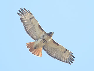 Red-tailed Hawk - 7/28/20, Montoursville © Bobby Brown