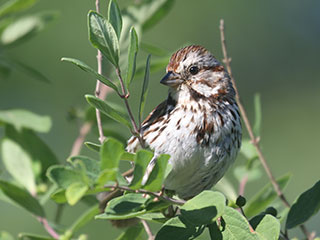 Song Sparrow - 6/13/20, Rose Valley Lake © Bobby Brown