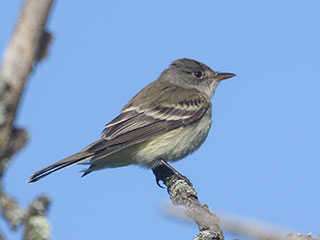 Willow Flycatcher - 6/7/20, Rose Valley Lake © Bobby Brown