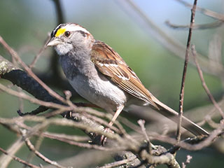 White-throated Sparrow - 7/12/20, Rose Valley Lake © Bobby Brown