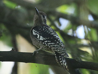 Yellow-bellied Sapsucker - 7/25/20, Rose Valley Lake © Bobby Brown