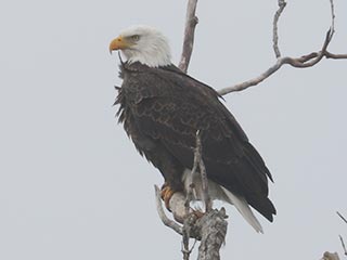 Bald Eagle - 1/5/22, Rose Valley Lake © Bobby Brown