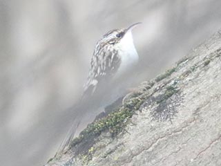 Brown Creeper - 1/30/22, Mill St. © Bobby Brown