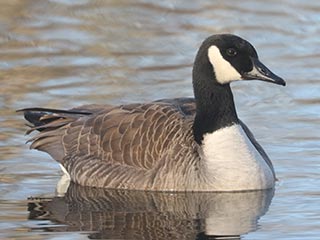 Canada Goose - 1/4/22, Indian Park © Bobby Brown