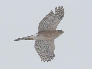 Cooper's Hawk - 2/10/22, Robert Porter Allen Natural Area © Bobby Brown
