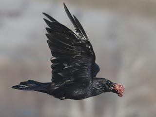 Common Raven - 12/26/21, Rte. 15 Overlook © Bobby Brown