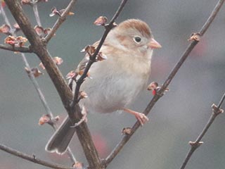 Field Sparrow - 12/31/21, Rose Valley Lake © Bobby Brown