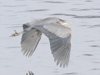 Great Blue Heron - 1/30/22, Williamsport Dam © Bobby Brown