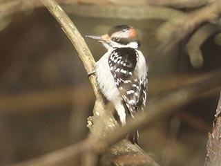 Hairy Woodpecker - 1/8/22, Rose Valley Lake © Bobby Brown