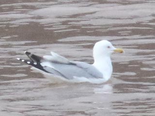 Herring Gull - 2/18/22, Williamsport Dam © Bobby Brown