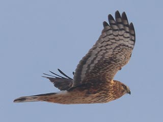 Northern Harrier - 2/16/22, Mill Hill Rd. © Bobby Brown