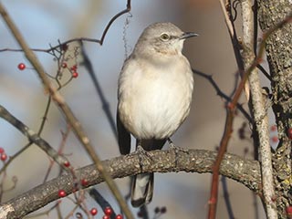 Northern Mockingbird - 12/20/21, Canfield Island © Bobby Brown