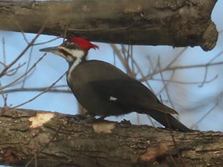 Pileated Woodpecker - 2/13/22, Mill St. © Bobby Brown