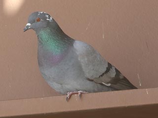Rock Pigeon - 2/7/22, Williamsport Dam © Bobby Brown