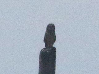 Short-eared Owl - 2/16/22, Mill Hill Rd. © Bobby Brown