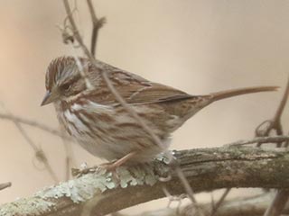 Song Sparrow - 1/6/22, Lycoming County Conservation Trail © Bobby Brown