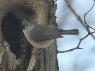 Tufted Titmouse - 1/30/22, Mill St. © Bobby Brown