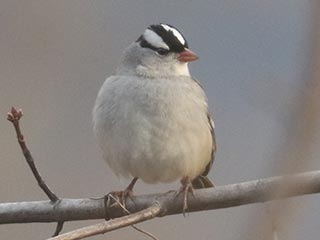White-crowned Sparrow - 12/9/21, Robert Porter Allen Natural Area © Bobby Brown