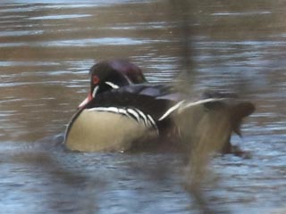 Wood Duck - 2/19/22, Hughesville © Bobby Brown