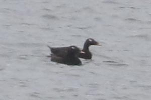 White-winged Scoters - 1/3/22, Rose Valley Lake © Bobby Brown
