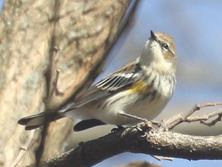 Yellow-rumped Warbler - 1/4/22, Canfield Island © Bobby Brown