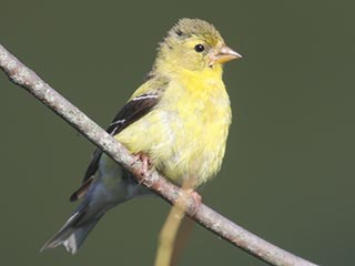 American Goldfinch - 9/4/21, Rose Valley Lake © Bobby Brown