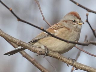 American Tree Sparrow - 11/17/21, Robert Porter Allen Natural Area © Bobby Brown