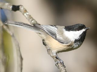 Black-capped Chickadee - 10/1/21, Rose Valley Lake © Bobby Brown