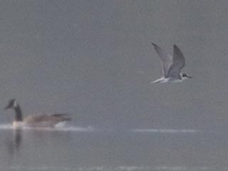 Black Tern - 8/12/21, Rose Valley Lake © Bobby Brown