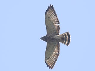 Broad-winged Hawk - 9/28/21, Rte. 15 Overlook © Bobby Brown