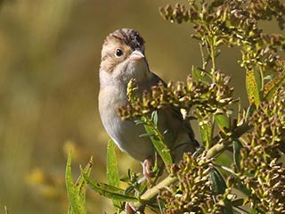 Clay-colored Sparrow - 9/26/21, Robert Porter Allen Natural Area © Bobby Brown