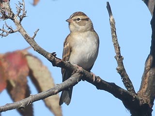 Chipping Sparrow - 10/1/21, Rose Valley Lake © Bobby Brown