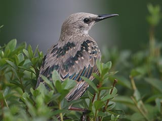 European Starling - 8/15/21, Montoursville © Bobby Brown