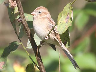 Field Sparrow - 10/19/21, Robert Porter Allen Natural Area © Bobby Brown