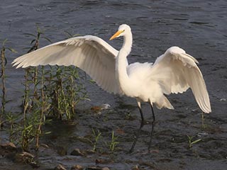 Great Egret - 8/15/21, Williamsport Dam © Bobby Brown