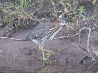 Green Heron - 8/14/21, Mill St. © Bobby Brown