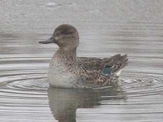 Green-winged Teal - 11/28/21, Rose Valley Lake © Bobby Brown