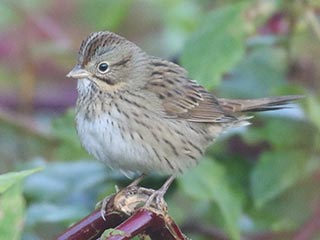 Lincoln's Sparrow - 9/26/21, Robert Porter Allen Natural Area © Bobby Brown