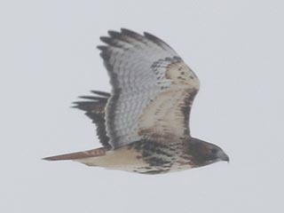 Red-tailed Hawk (abieticola) - 11/28/21, Nisbet © Bobby Brown