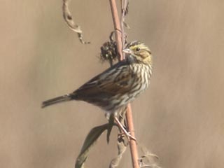 Savannah Sparrow - 11/5/21, Robert Porter Allen Natural Area © Bobby Brown